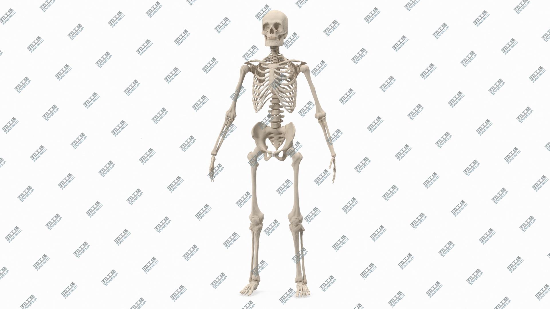 images/goods_img/202104022/Male Skeleton Full Body 3D/3.jpg